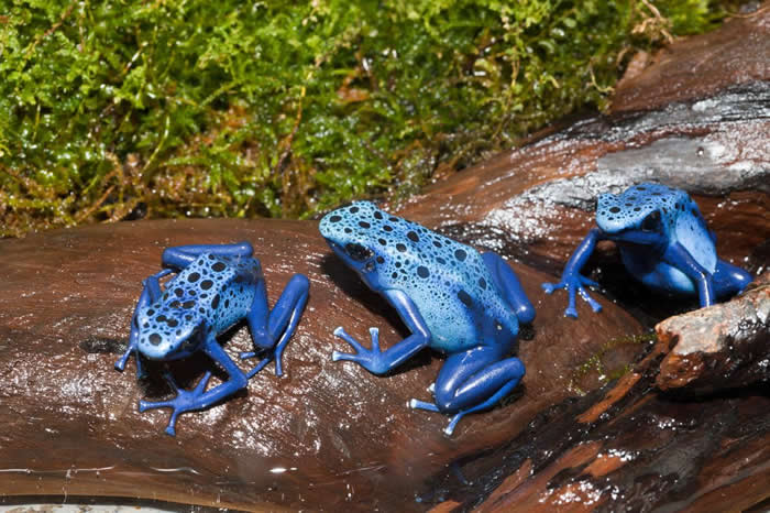 南美洲苏利南的蓝箭毒蛙（Dendrobates tinctorius azureus）。 PHOTOGRAPH BY REINHARD DIRSCHERL