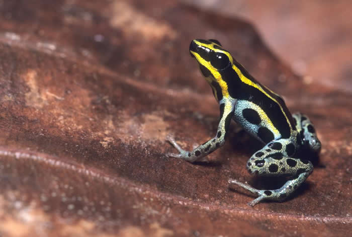 五线箭毒蛙（Adelphobates quinquevittatus）坐在雨林地上的一片叶子上。也有人称它为亚马逊箭毒蛙或玛代拉河箭毒蛙。 PHOTOGRAPH