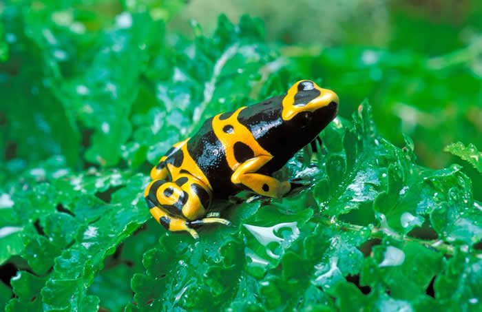 黄带箭毒蛙（Dendrobates leucomelas）身上的花纹，每一只个体都不太一样。这种毒蛙的叫声也很响亮。 PHOTOGRAPH BY AUSCAPE