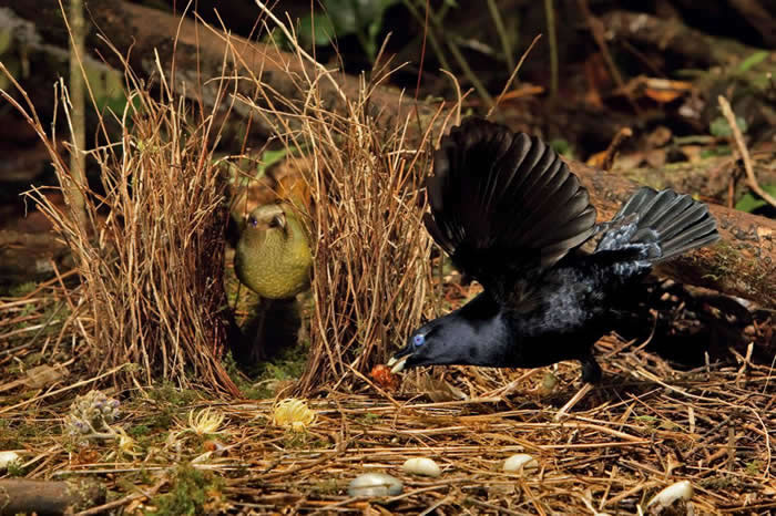 缎蓝亭鸟（satin bowerbird）拍着翅膀跳舞给母鸟看，母鸟则安稳地在她的亭子里观赏。 PHOTOGRAPH BY TIM LAMAN, NATIONA