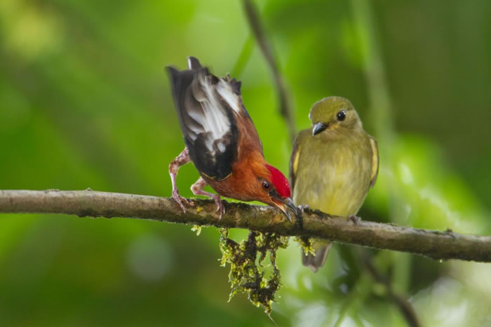 一只梅花翅娇鹟（ club-winged manakin ）用翅膀发出悦耳声响，以吸引雌鸟。 PHOTOGRAPH BY TIM LAMAN, NATIONAL