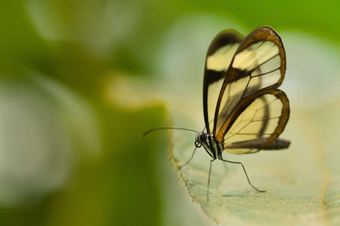 在阿根廷伊瓜苏国家公园里发现的透翅蝶。 PHOTOGRAPH BY FRANS LANTING, NATIONAL GEOGRAPHIC CREATIVE