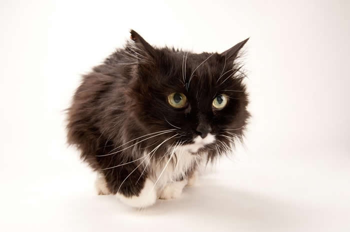 这只家猫在摄影棚中似乎不太高兴。 PHOTOGRAPH BY JOEL SARTORE, NATIONAL GEOGRAPHIC PHOTO ARK