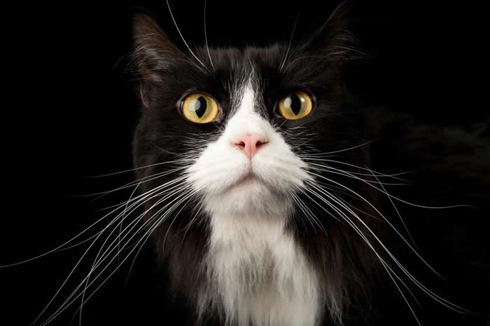 内布拉斯加州林肯市（Lincoln）首都人道协会（Capital Humane Society）的米克斯「靴子将军」（General Boots）。 PHOTO