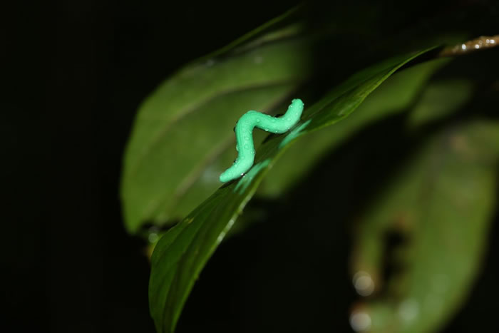 对食草节肢动物的新研究披露：捕食压力和生物多样性一样会随着纬度和海拔降低而增加