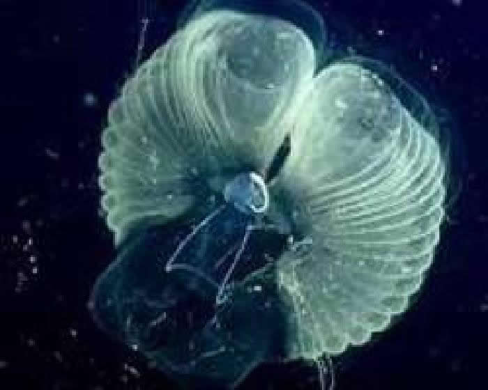 深潜技术发现小小的滤食动物对碳循环影响巨大