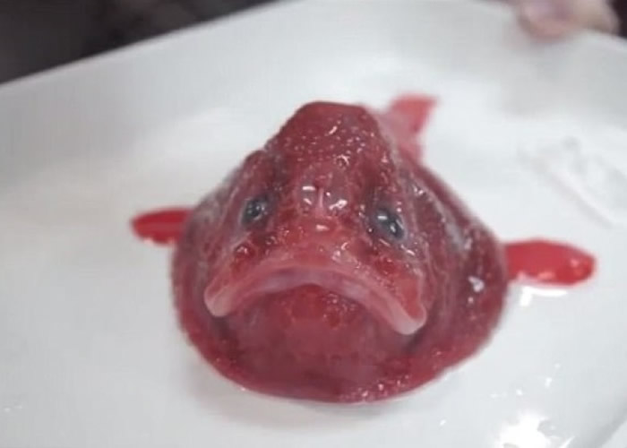 澳洲科学家深海探秘 奇趣海洋生物大开眼界