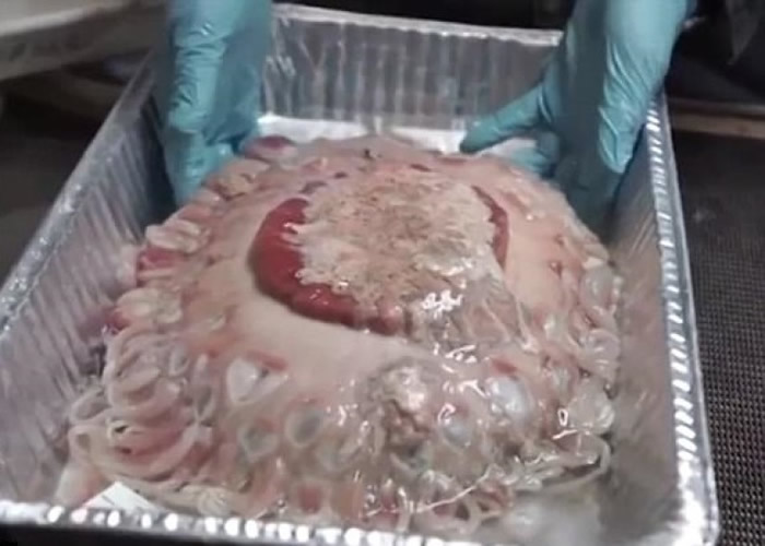 澳洲科学家深海探秘 奇趣海洋生物大开眼界