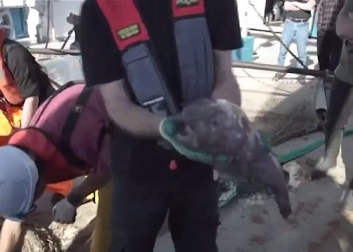 澳洲科学家深海探秘 奇趣海洋生物大开眼界