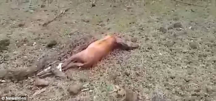 印度巨蟒眼阔肚窄 吞不下鹿反昏迷
