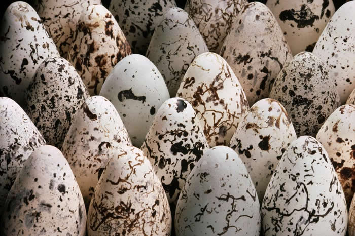 海鸽（common murre）是北美地区的一种海鸟，它们的蛋一端特别尖。 PHOTOGRAPH BY FRANS LANTING, NATIONAL GEOG