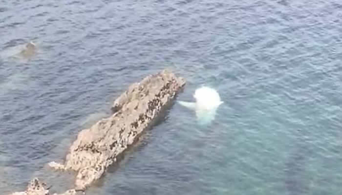 英国康瓦尔郡海边发现罕见世界上最大鲨鱼姥鲨尸体