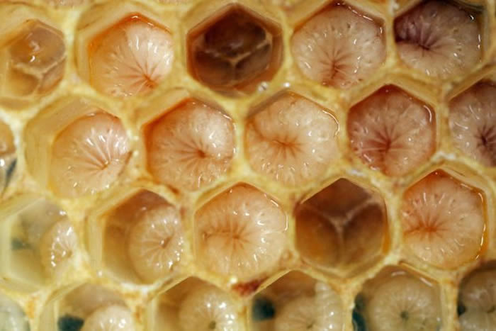 这种昆虫住在蜂巢里并以蜂蜡为食。 / PHOTOGRAPH BY AGENCJA FOTOGRAFICZNA CARO, ALAMY