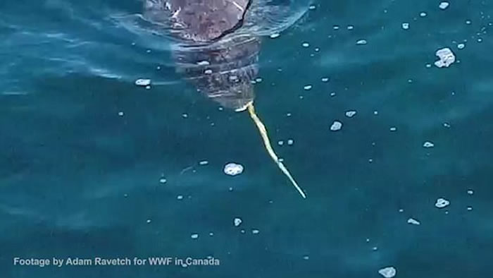 加拿大淳博雷海湾无人机拍摄到珍贵画面：独角鲸用长牙敲昏北极鳕鱼然后吃掉
