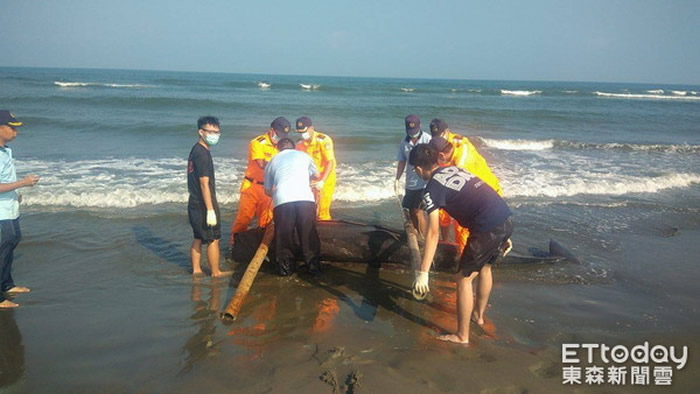 台湾台南市北门区王爷港汕海边发现搁浅死亡的伪虎鲸