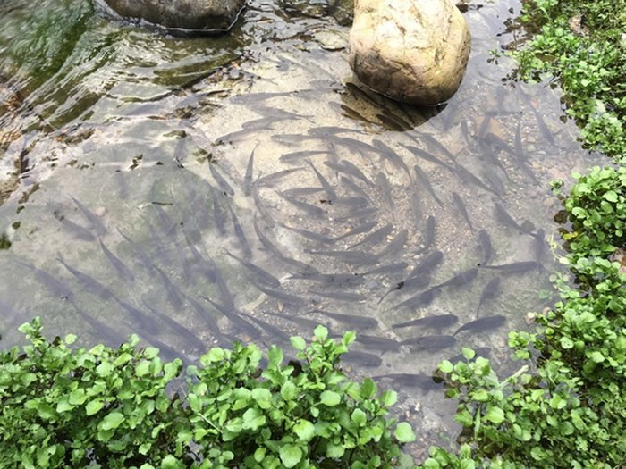 数万条鱼从下游溯溪跳阶，力争上游。（图／记者李依融摄）