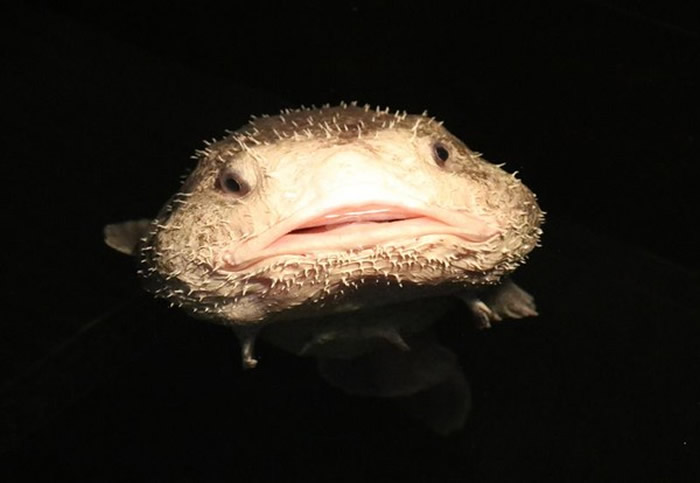 日本福岛县的水蓝色福岛水族馆正在展出5月中捕获的水滴鱼