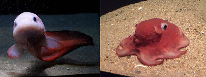 水蓝色福岛水族馆同时也有圆头短吻狮子鱼（左）、超可爱的烙饼章鱼等深海鱼类。