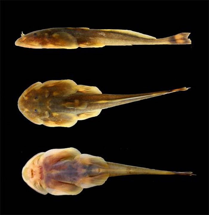 红岗异齿鰋（Oreoglanis hponkanensis）