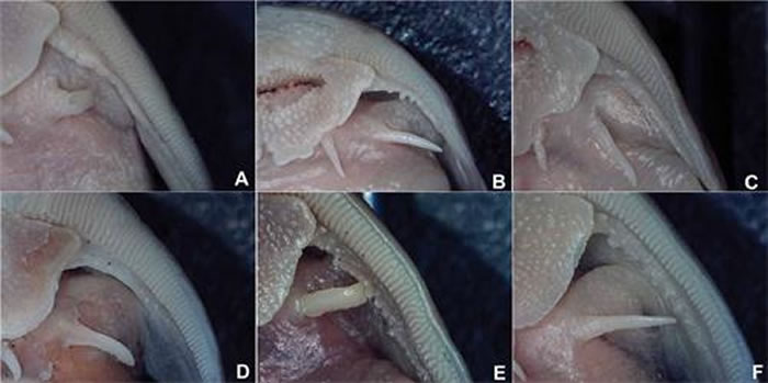 异齿鰋属（Oreoglanis）物种口角须后端对比。A.景东异齿鰋  O. jingdongensis; B. 无斑异齿鰋&nbs