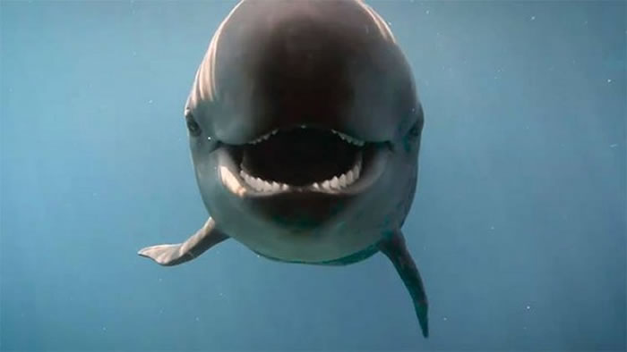 加拿大温哥华水族馆脸书粉丝专页分享伪虎鲸的笑容照片