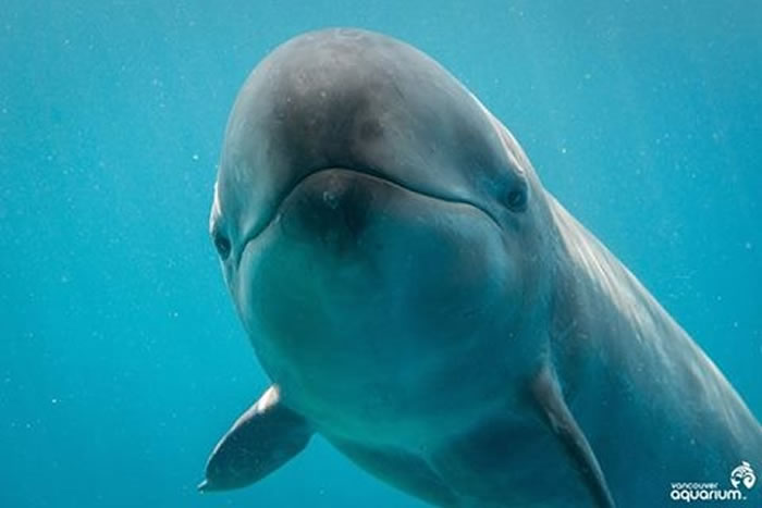 加拿大温哥华水族馆脸书粉丝专页分享伪虎鲸的笑容照片