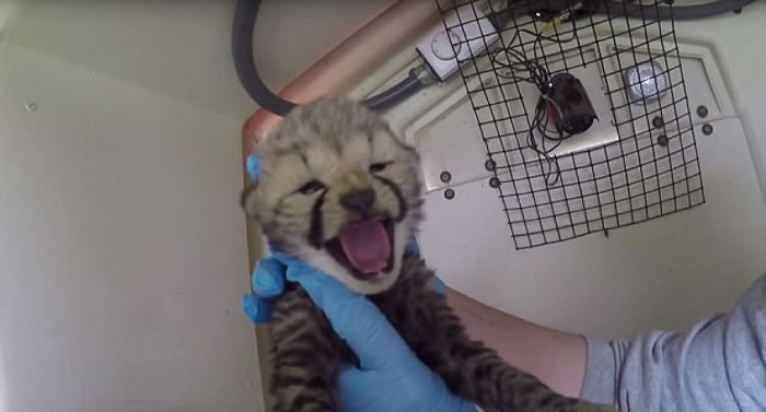 猎豹宝宝十分活泼。