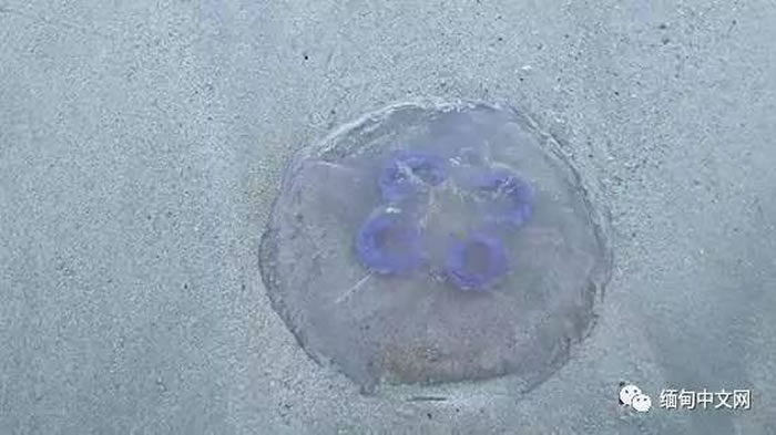 毒性为河豚450倍的海蜇现身缅甸海滩
