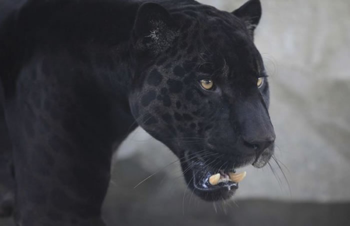 这是最近4个月以来第2次有人看见大黑猫。