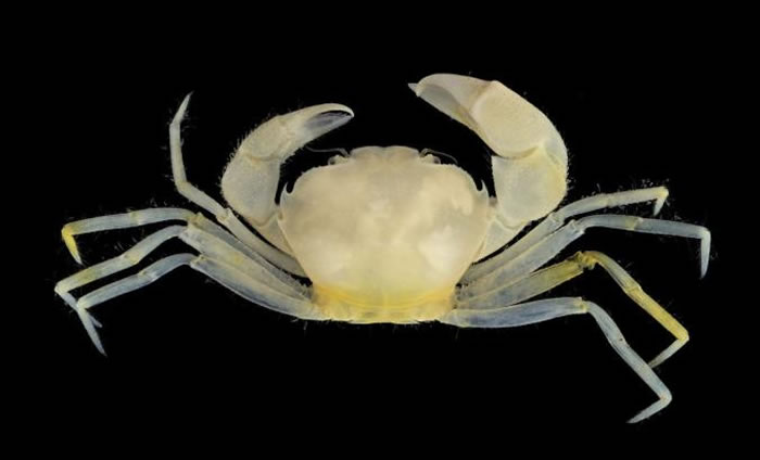 这只螃蟹学名为Harryplax severus，分类上是全新的种与属，在西太平洋关岛沿岸的珊瑚礁深处的砂砾上发现。 photograph by Jose C.