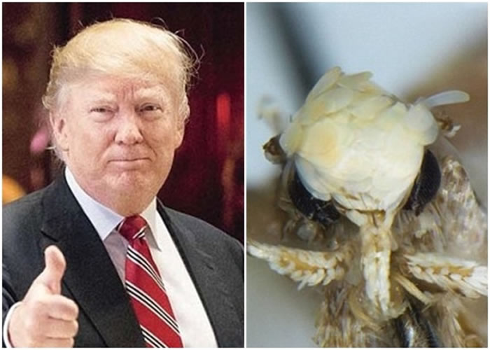 “特朗普蛾”（右）以美国总统特朗普（左）命名。