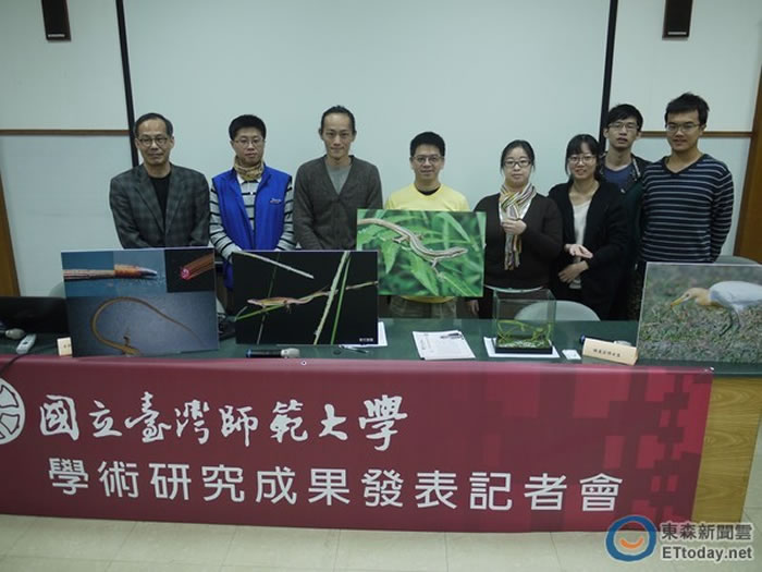 台湾研究发现蜥蜴断尾后的存活机率会下降30% 尾巴长回来后存活率则会恢复原状