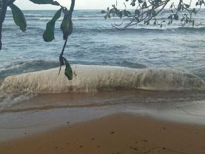 菲律宾大地震过后迪纳加特群岛海滩上出现巨型神秘白毛不明生物
