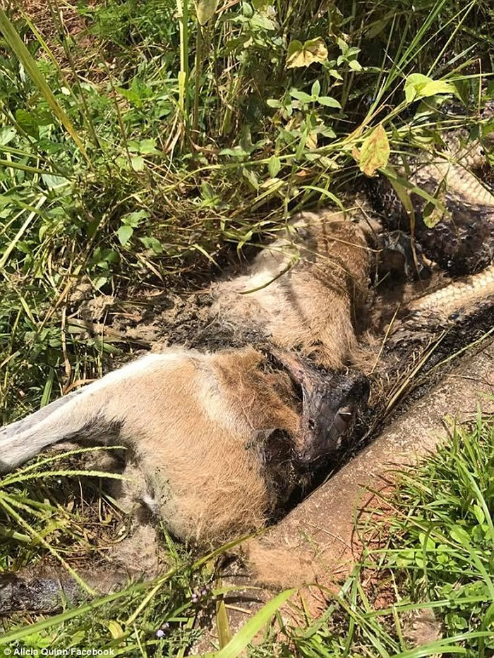 澳洲昆士兰6公尺长紫晶蟒怀疑吞食袋鼠时窒息死亡