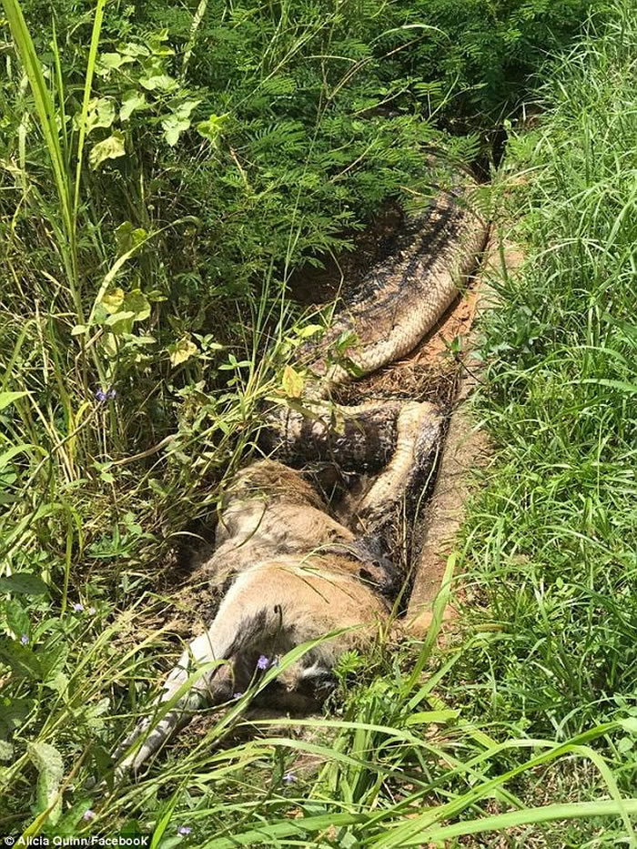 澳洲昆士兰6公尺长紫晶蟒怀疑吞食袋鼠时窒息死亡