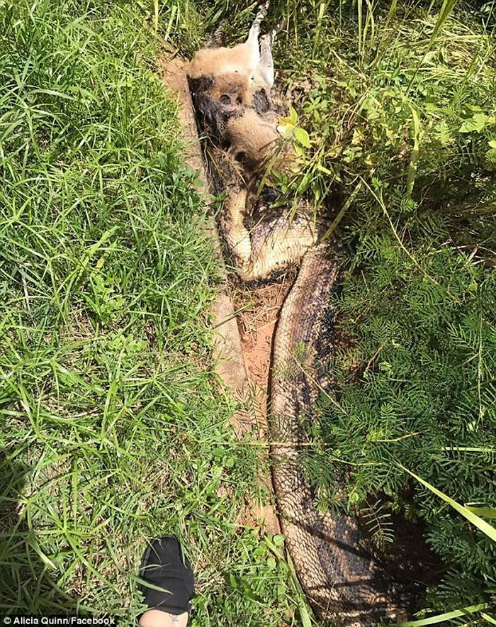 澳洲昆士兰6公尺长紫晶蟒怀疑吞食袋鼠时窒息死亡