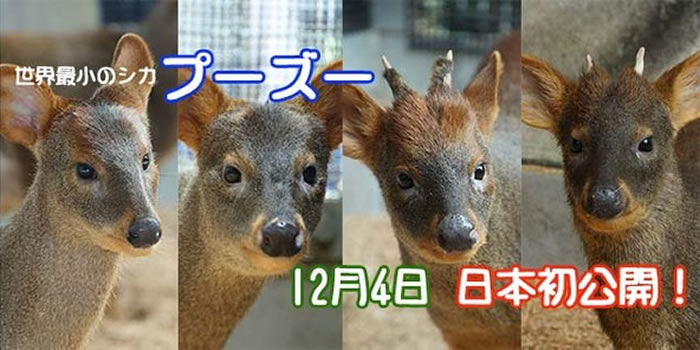 世界上体型最小的鹿：日本埼玉县儿童野生动物园诞生一只小智利巴鹿