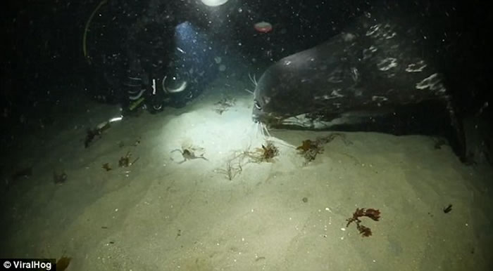 美国加州蒙特雷湾海底八爪鱼捕螃蟹 海豹在后