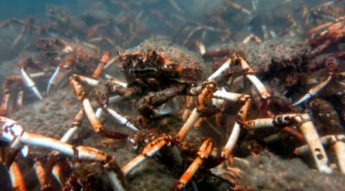澳洲维多利亚州10万蜘蛛蟹开始迁徙 场面壮观