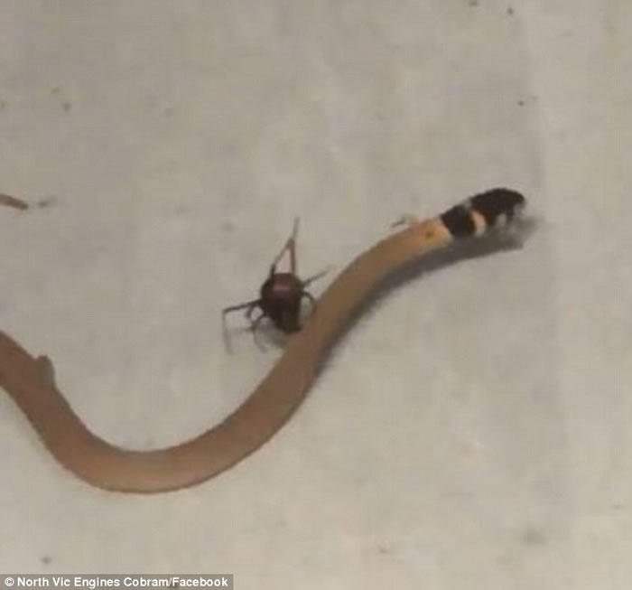 毒性极强的红背蜘蛛用网把体型大数倍的蛇困住 然后不断用毒攻击对方