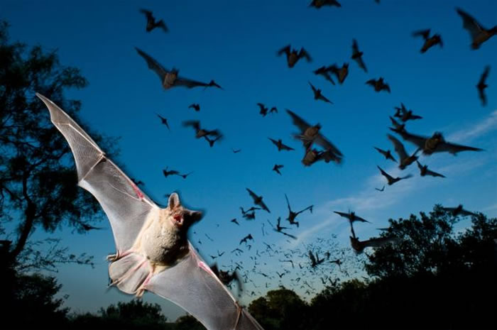 美国德州梅森郡，倾巢而出的墨西哥游离尾蝠。 PHOTOGRAPH BY JOEL SARTORE, NATIONAL GEOGRAPHIC CREATIVE