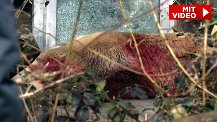 德国奥斯纳布吕克动物园灰北极熊逃跑被射杀