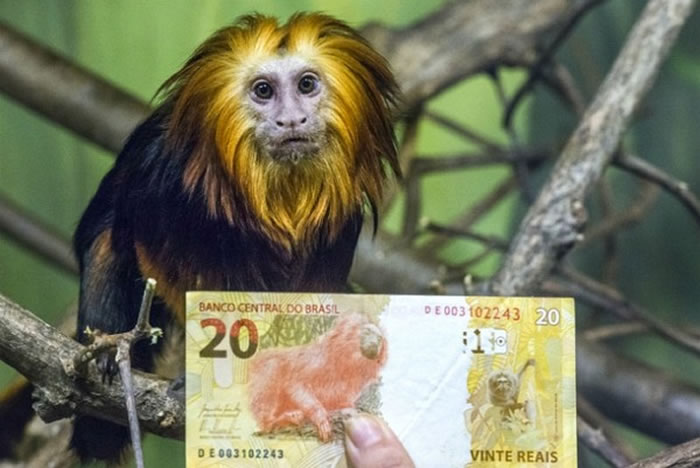 韩国游乐园从德国引进4只金狮面狨（金狮狨猴）对外公开