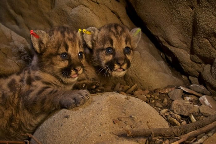P-39的其中2名宝宝。（图／Santa Monica Mountains National Recreation Area脸书，下同。）