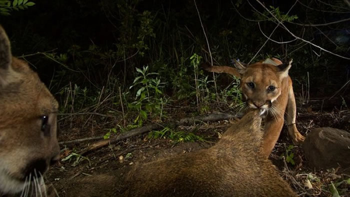 P-39和另一头美洲狮猎食野鹿。