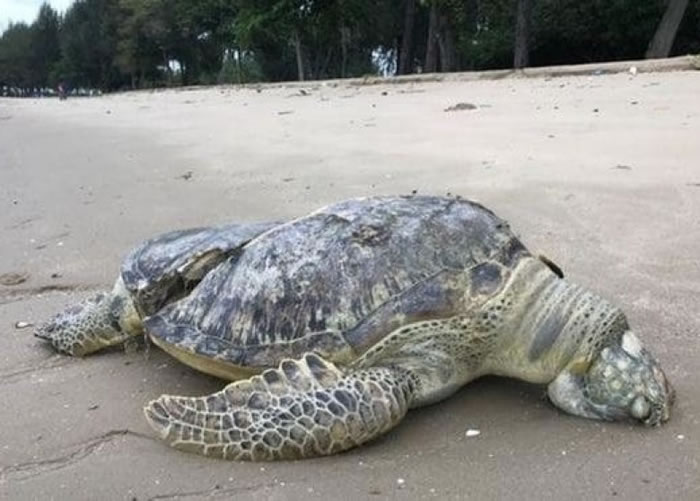海龟伏尸沙滩。