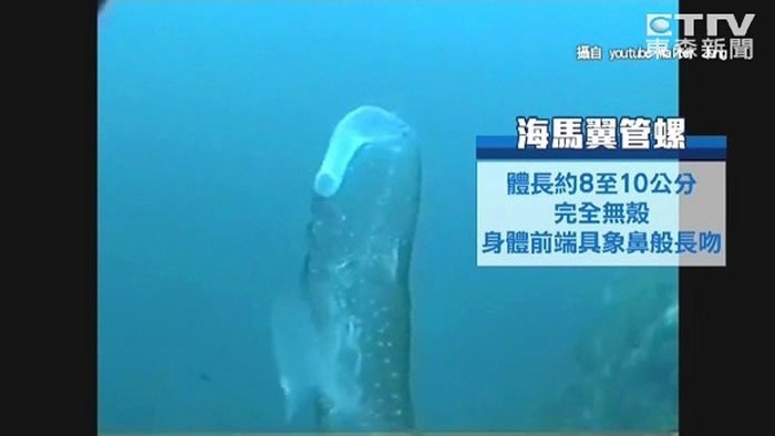 海马翼管螺身体都是透明的，很少被人看到。