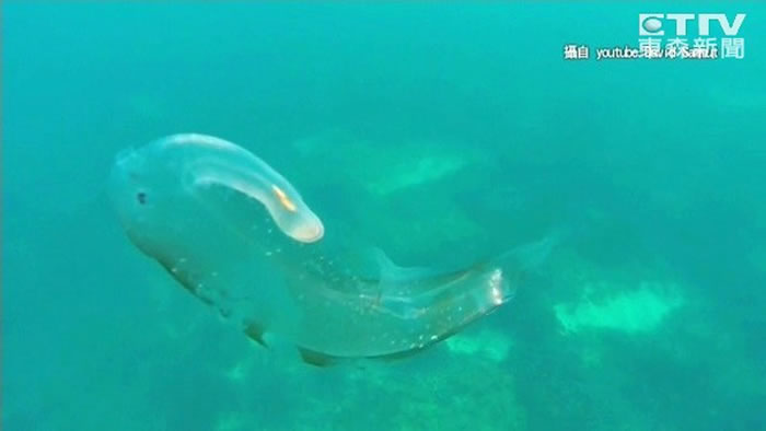 海马翼管螺