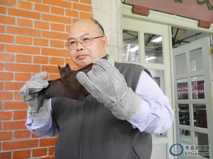 台师大生科系吴忠信教授团队，解开台湾蝙蝠迷航之谜。