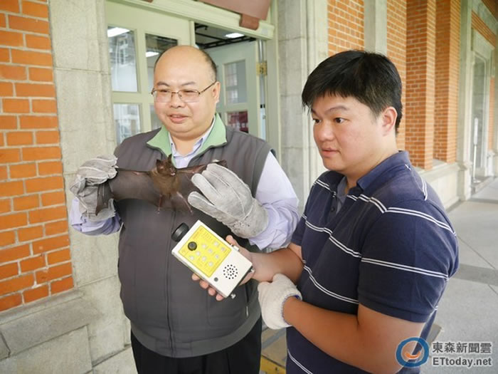 台师大生科系吴忠信教授团队，解开台湾蝙蝠迷航之谜。